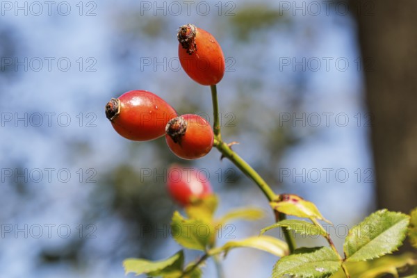 Rosehips, rose fruits