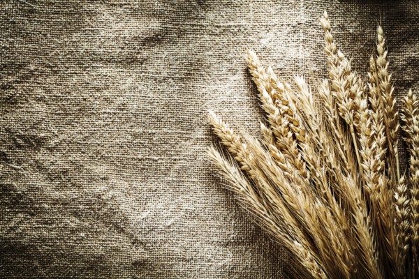 Rye ears on sacking background