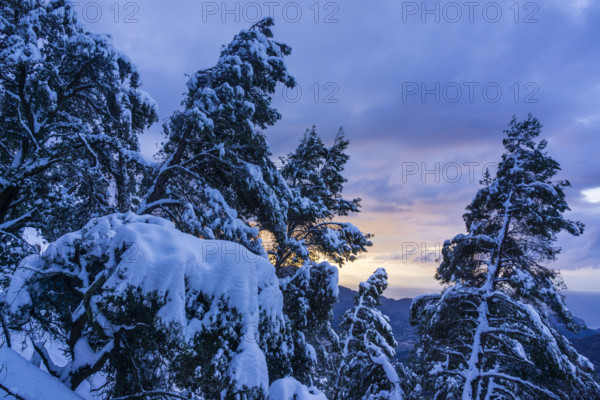 Pinos nevados, Portell de Sa Costa, Soller, Mallorca, balearic islands, spain