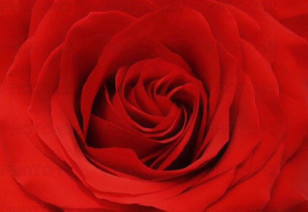 Beautiful red rose background