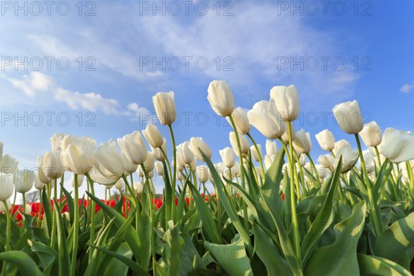 White tulip field over blue sky in spring, Holland