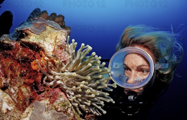 Diver and yellowline arrow crab in anemone, Stenorhynchus seticornis, Netherlands Antilles, Bonaire, Caribbean, Caribbean Sea