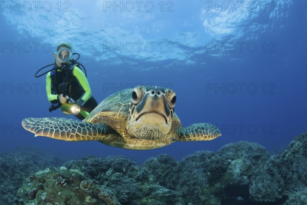Green turtle and diver, Chelonia mydas, Maui, Hawaii, USA