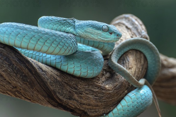 The white-lipped pit viper, is a venomous pit viper species endemic to Southeast Asia