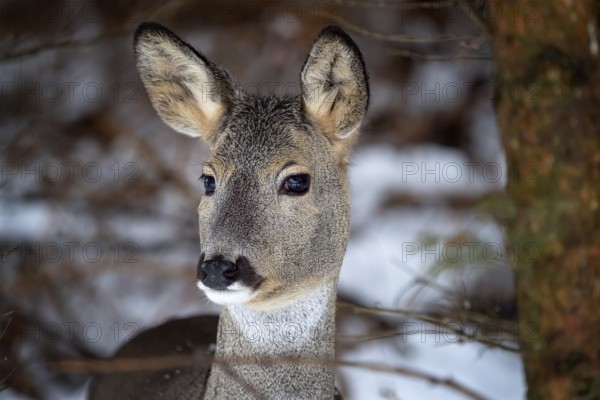 Wild roe deer in winter in the wild. Capreolus capreolus