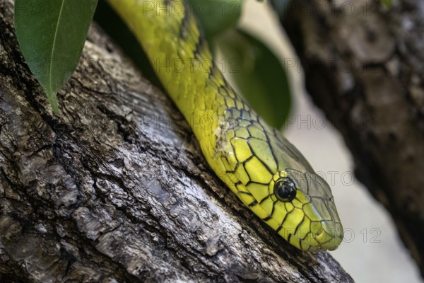 The green mamba (Dendroaspis viridis), a venomous snake