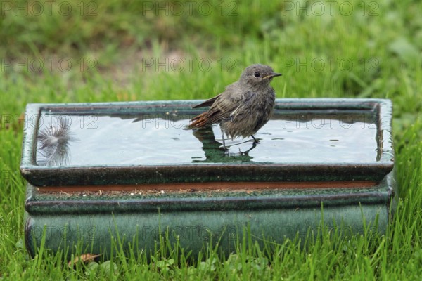 Redstart in pot with water standing in green grass looking right