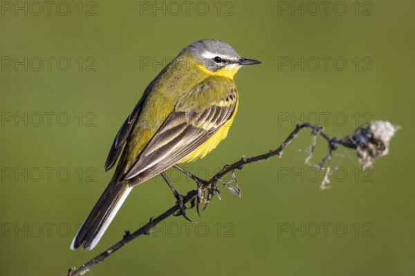Yellow wagtail, Motacilla flava, sitting on a branch