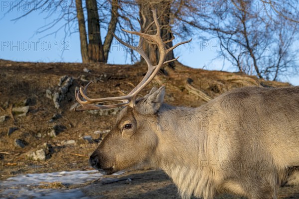 Reindeer (Rangifer tarandus), animal portrait, Bodø, Norway