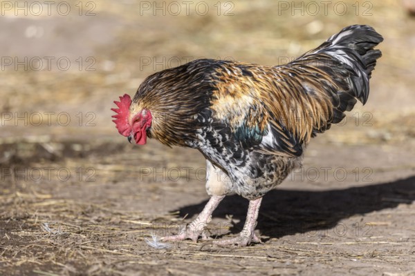 Free-ranging barnyard rooster with colorful plumage, outdoor breeding. Bas-Rhin, Collectivite europeenne d'Alsace, Grand Est, France