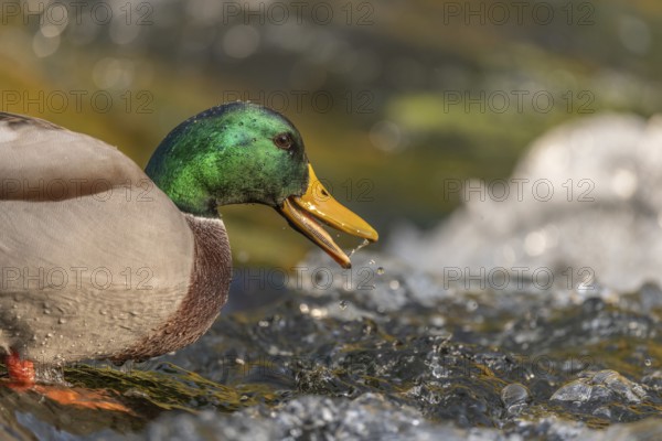 Male mallard (Anas platyrhynchos) duck looking for food in a river. Thann, Haut-Rhin, Collectivite europeenne d'Alsace, Grand Est, France