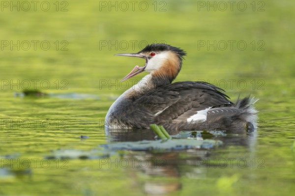 Great Crested Grebe beak wide open (Podiceps cristatus) on a river. Bas-Rhin, Collectivite europeenne d'Alsace, Grand Est, France
