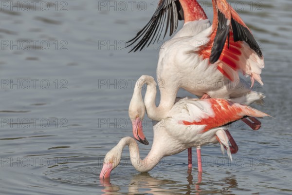 Greater Flamingo couple mating in courtship (Phoenicopterus roseus) in a swamp in spring. Saintes Maries de la Mer, Parc naturel regional de Camargue, Arles, Bouches du Rhone, Provence Alpes Cote d'Azur, France