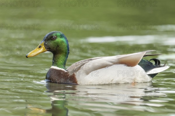 Mallard male (Anas platyrhynchos) swimming on a river. Bas-Rhin, Collectivite europeenne d'Alsace, Grand Est, France