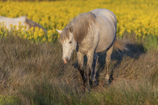 Camargue horses feeding in a swamp full of yellow irises. Saintes Maries de la Mer, Parc naturel regional de Camargue, Arles, Bouches du Rhone, Provence Alpes Cote d'Azur, France