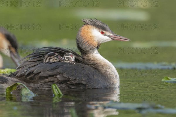Great Crested Grebe (Podiceps cristatus) with her chicks a few days old on a river. Bas-Rhin, Collectivite europeenne d'Alsace, Grand Est, France