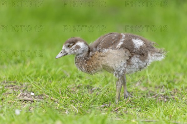 Egyptian goose chick (Alopochen aegyptiaca) at the edge of a river. Bas-Rhin, Collectivite europeenne d'Alsace, Grand Est, France. Europe