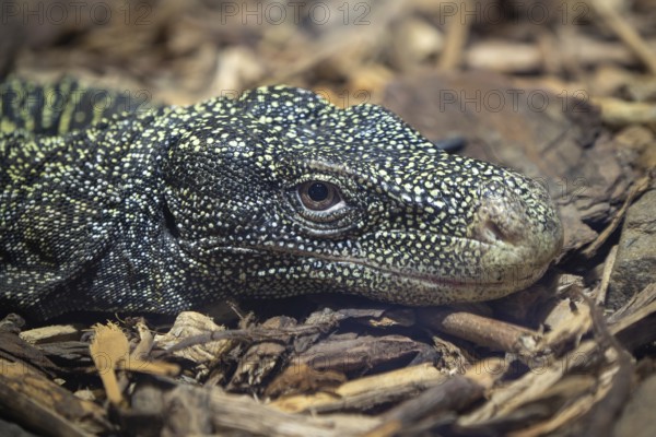 The crocodile monitor, Varanus salvadorii. Also known as the Papuan monitor