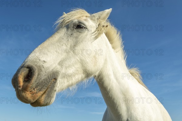 Camargue horse portrait in a pasture in the Camargue national park. Provence-Alpes-Cote d'Azur, France