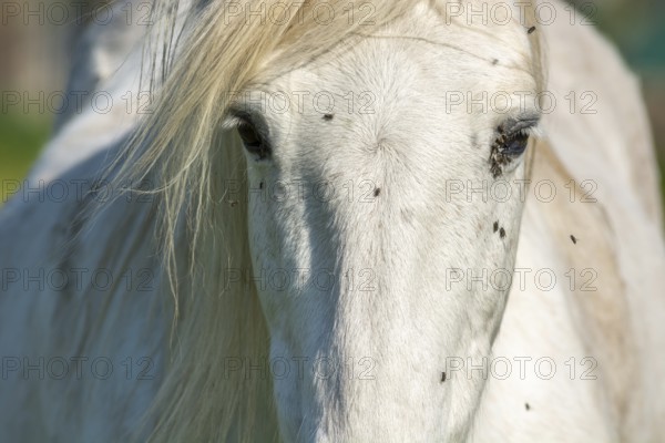 Camargue horse portrait in a pasture in the Camargue national park. Provence-Alpes-Cote d'Azur, France