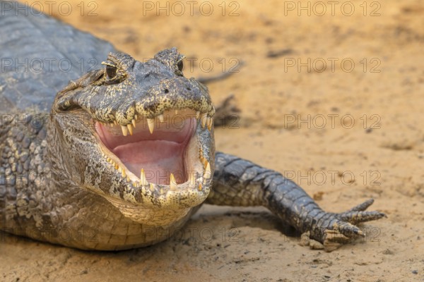 Spectacled caiman (Caiman crocodilus yacara), Crocodile (Alligatoridae), crocodile (Crocodylia), animal portrait, Pantanal, inland, wetland, UNESCO Biosphere Reserve, World Heritage Site, wetland, Mato Grosso, Brazil