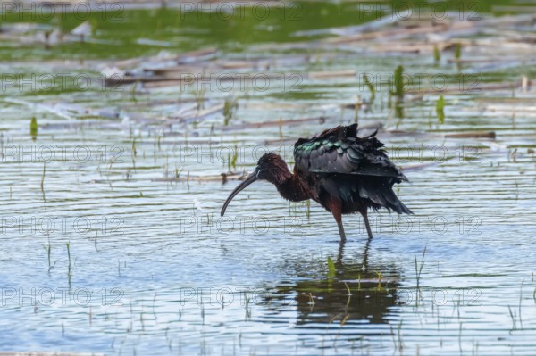 Glossy Ibis (Plegadis falcinellus) Wading Bird