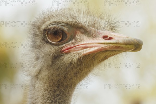 Ostrich Close up portrait, Close up ostrich head (Struthio camelus)