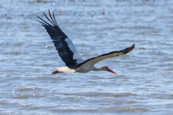 Stork in Flight. White Stork (Ciconia ciconia)
