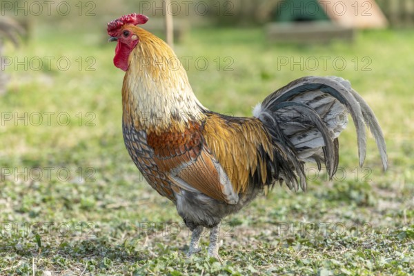 Rooster in a farmyard. Educational Farm, rhinau, alsace, france