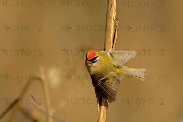 Courting goldcrest Displaying Firecrest