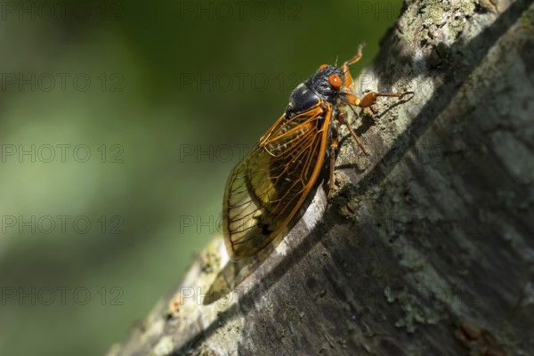 The 17-year cicada, Magicicada cassini, emerges in vast numbers in North America every 17 years, often synchronizing their courtship in massive displays. Described in 1852, named after John Cassin