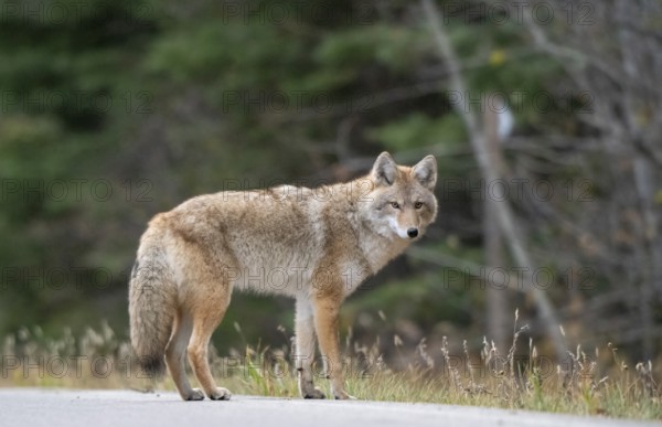 Wild Coyote Prairies Canada Saskatchewan on the hunt