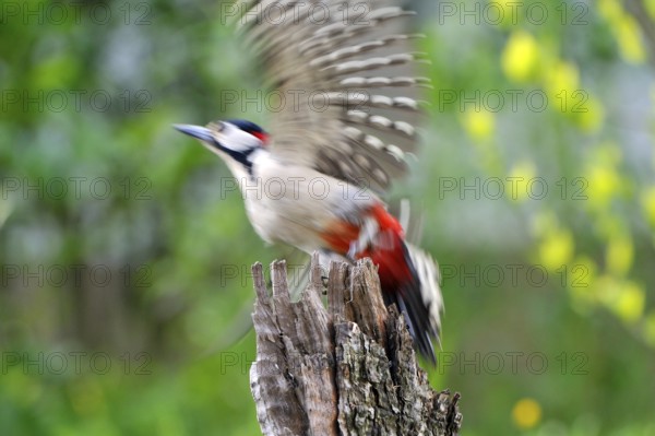 Dendrocopus major, (Picoides major)