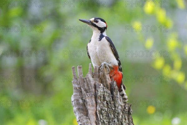 Dendrocopus major, (Picoides major)