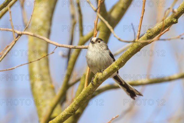 Long-tailed tit on branch (Aegithalos caudatus) Cute little Bird