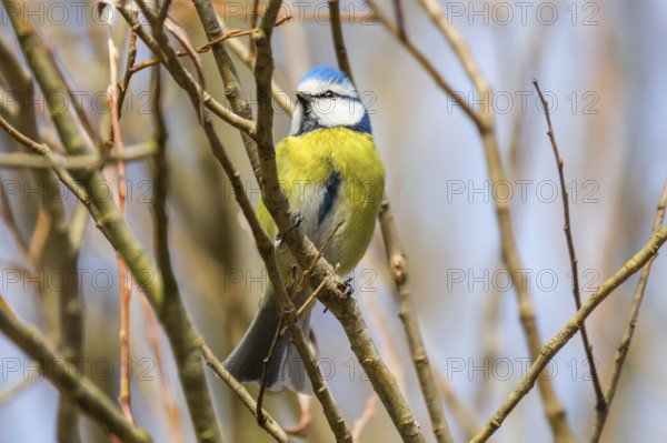 Blue tit on branch, Eurasian blue tit, (Cyanistes caeruleus)