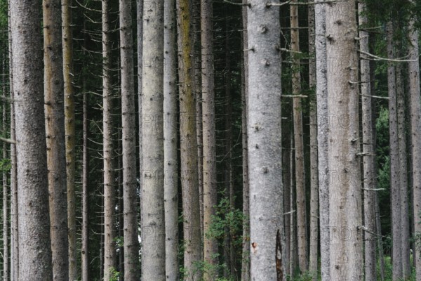 Pattern of trunks of pine trees in the forest, nature background, abstract