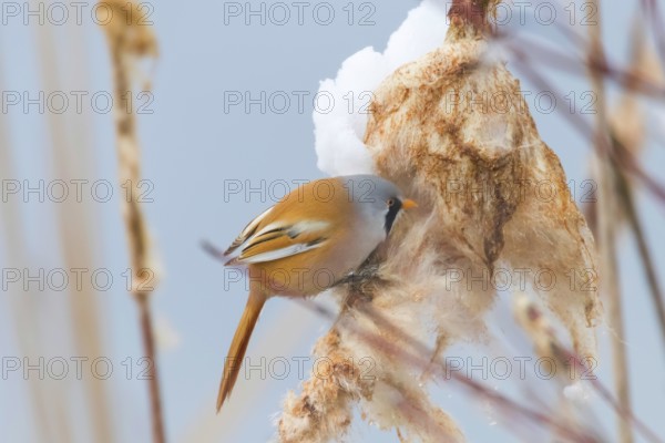 Cute little bird, Bearded tit, male Bearded reedling (panurus biarmicus)