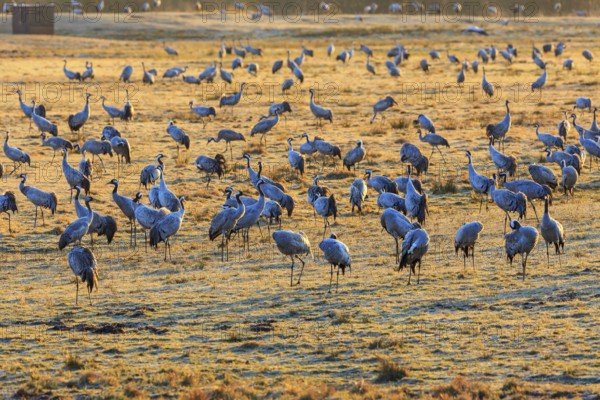 Flock of cranes grazing on a field in spring