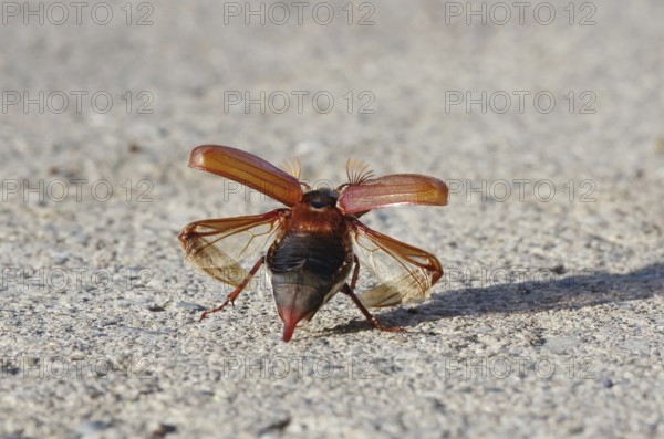 Cockchafer shortly in front of take-off with folded up cover wings and unfolded skin wings