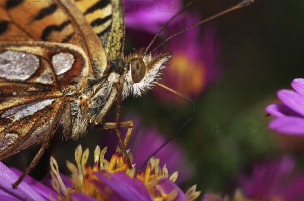 Pearl-bordered fritillary on aster blossom drinking nectar