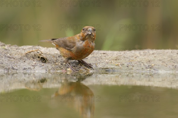 Male Red Crossbill drinking