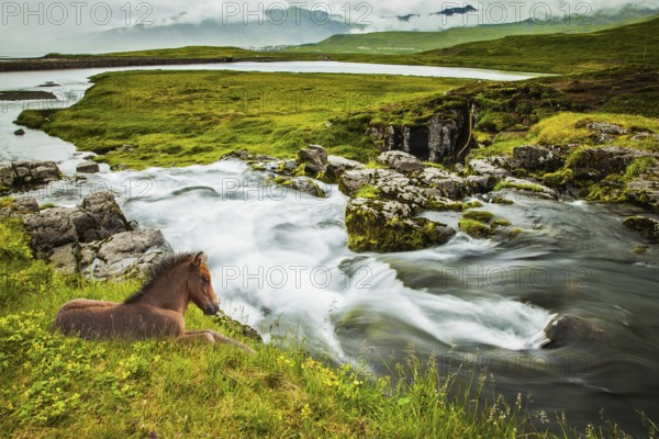 Summer in Iceland. Ruffled sleek Icelandic horse resting in the tall grass. Fjord and cascade falls Kirkjoufellfoss at the mountain Kirkjoufell. Concept of exotic and extreme tourism