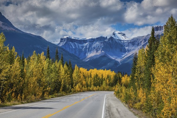 Bright yellow aspen and birch beside the road. Canadian Rockies, Banff National Park in the autumn. Majestic mountains and glaciers on the background of cloudy sky
