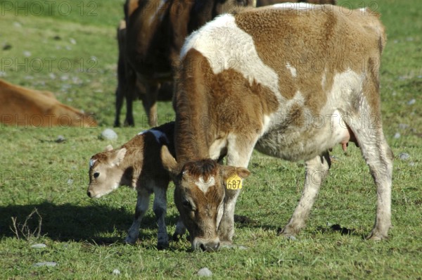 Mother Jersey cow with newborn calf, West Coast, New Zealand