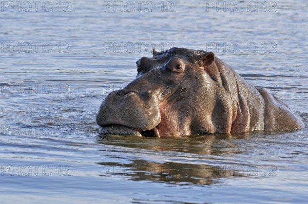 Hippopotamus with its beak open in the Kruger National Park, South Africa