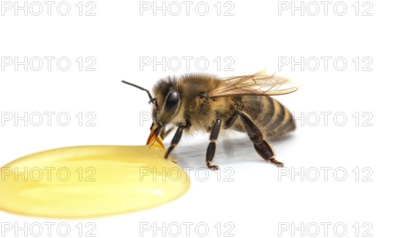 Bee drinks honey on a white background close-up