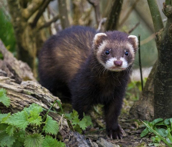 Polecat (Captive)