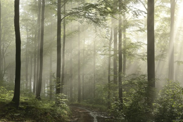 Sunrise in the spring beech forest after rainfall, Bischofskoppe Mountain, June, Poland