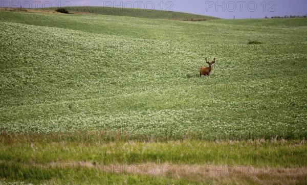 Deer in Pulse Crop Field in Saskatchewan Canada